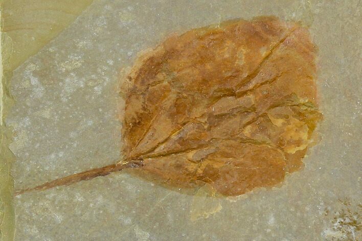 Fossil Leaf (Zizyphoides) - Montana #120861